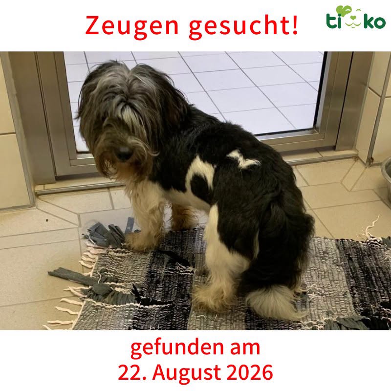 Found dog