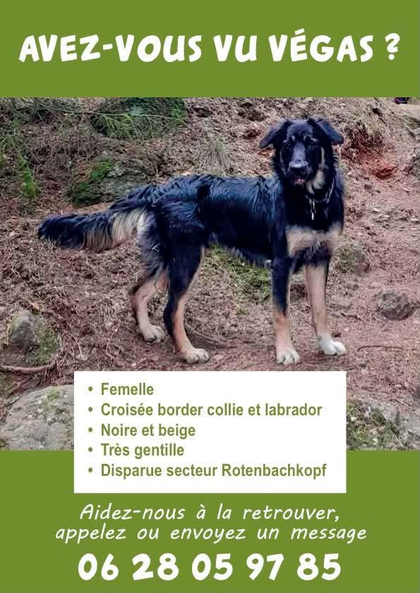 Lost Dog in Hautes-Vosges