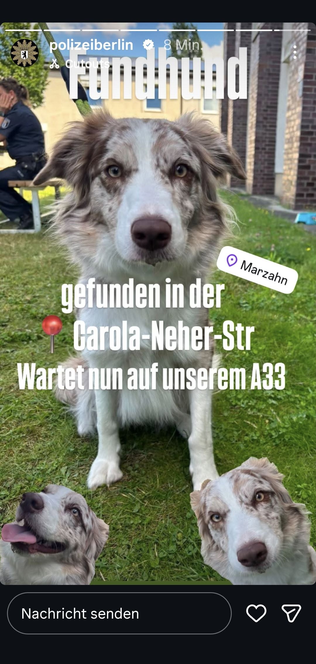 Found Dog in Berlin