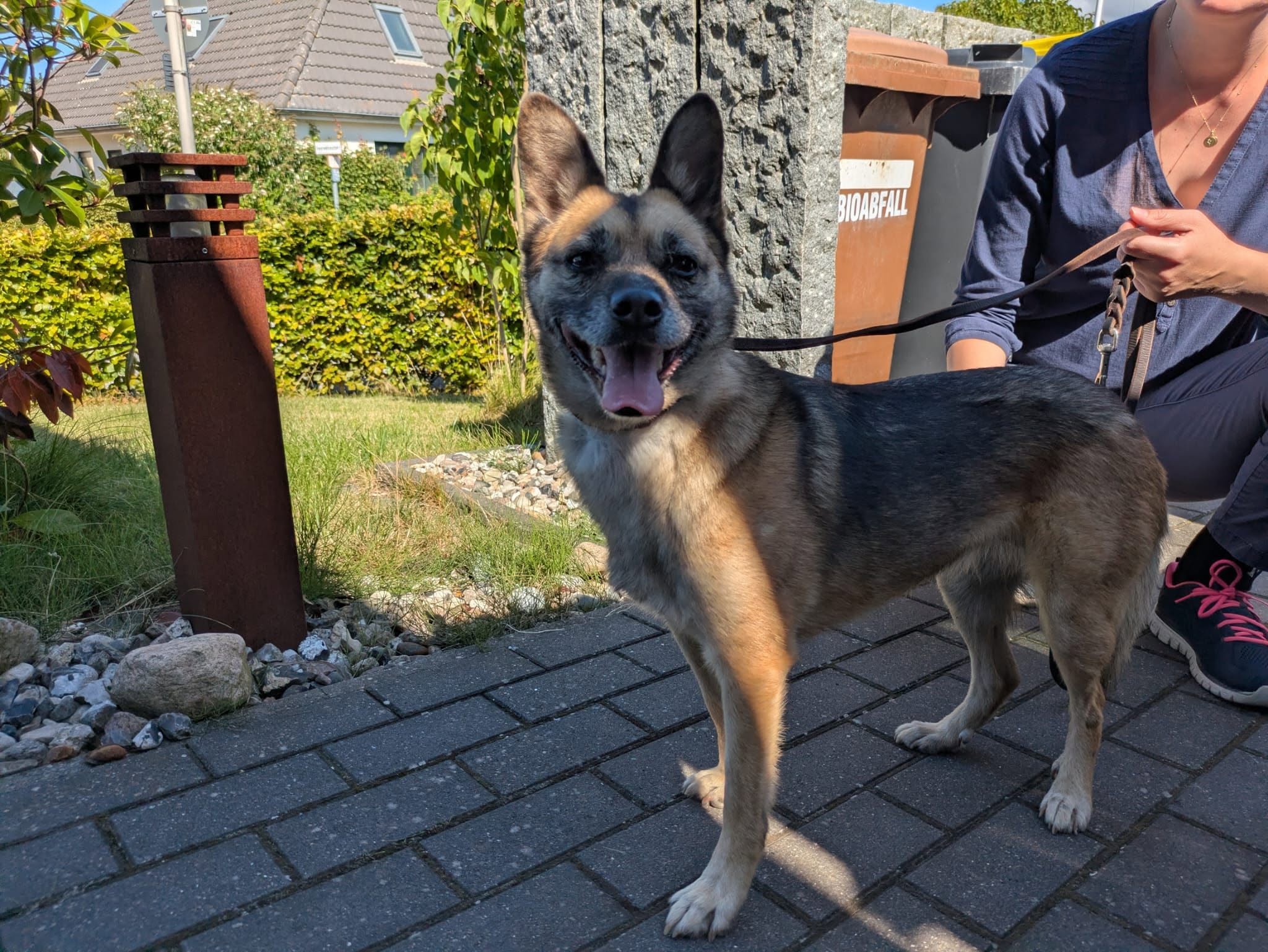 Found Dog in Kiel