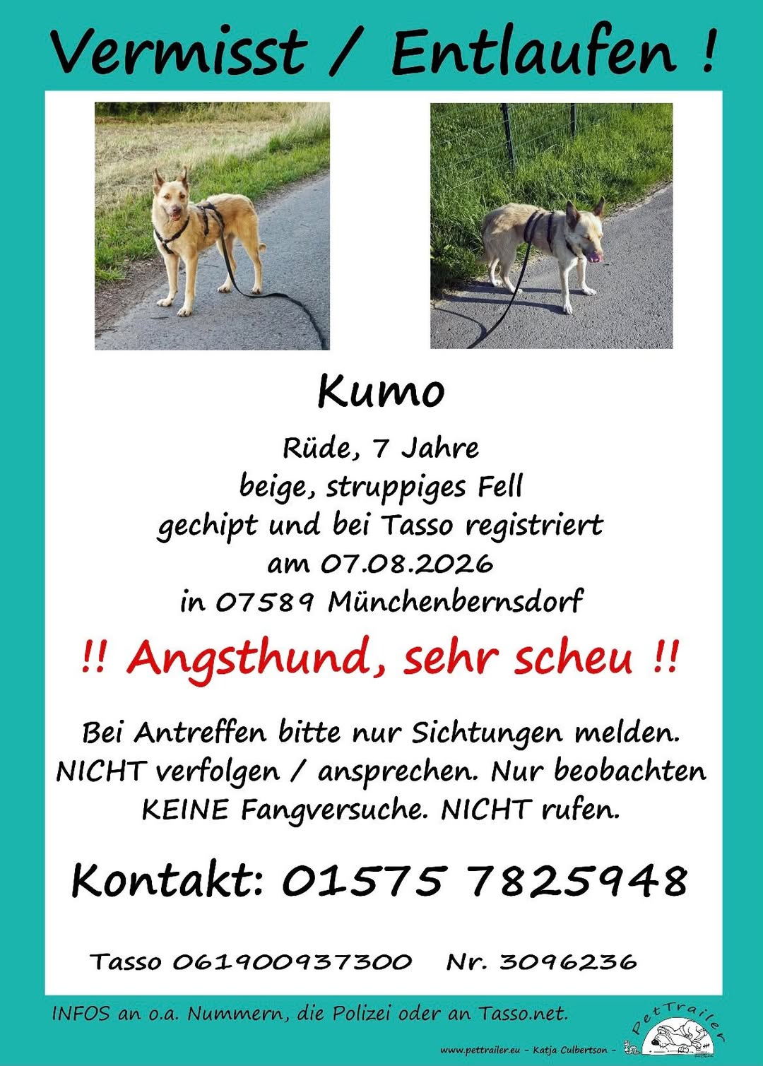 Lost Dog in Germany