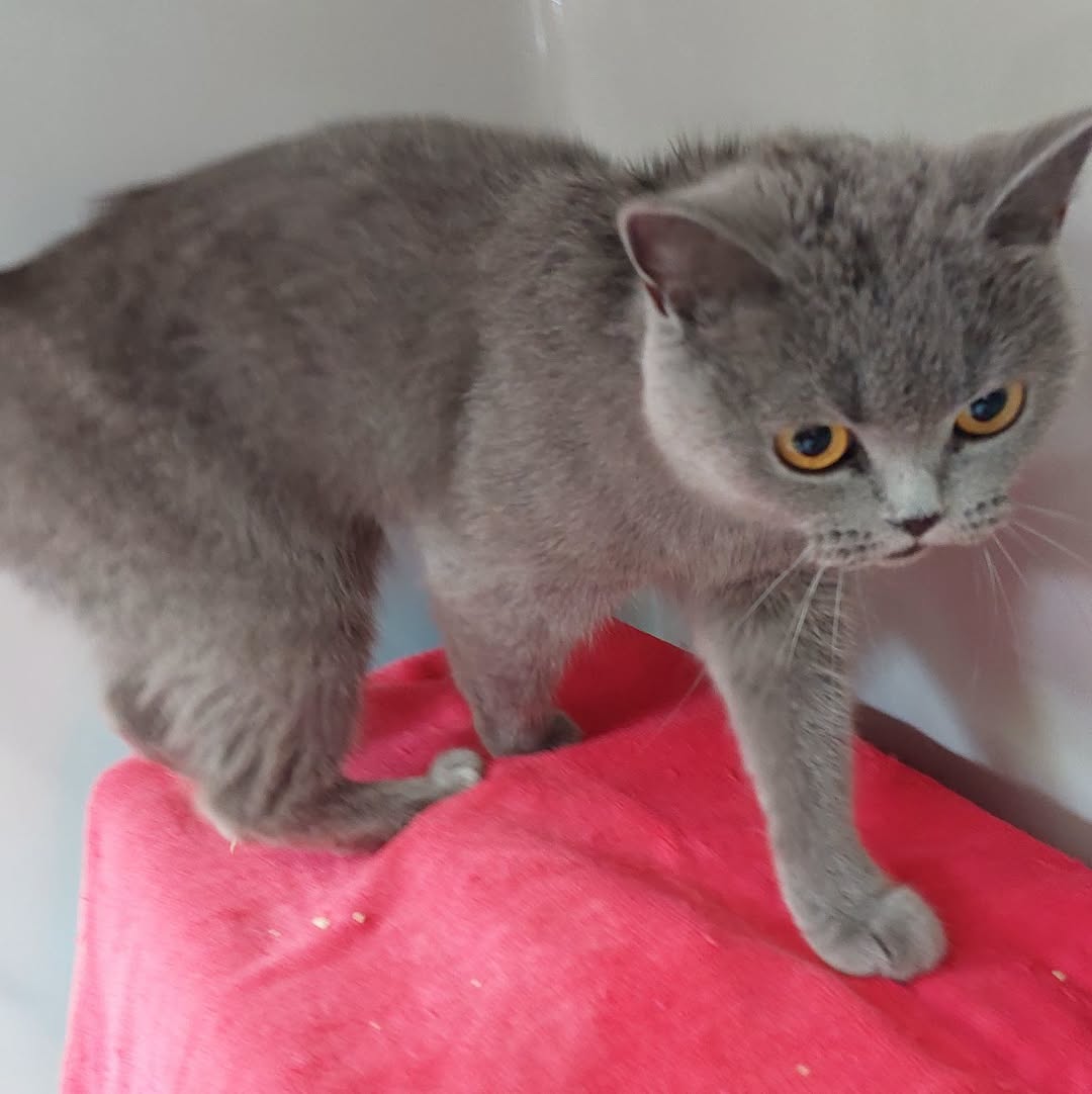 Found cat