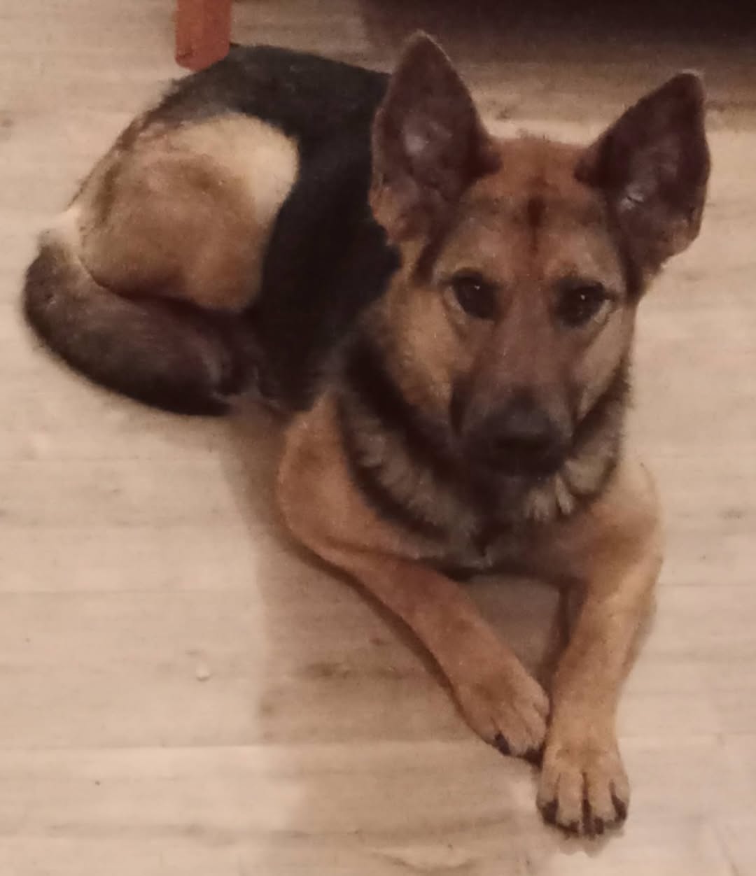 Lost Dog in Bottrop