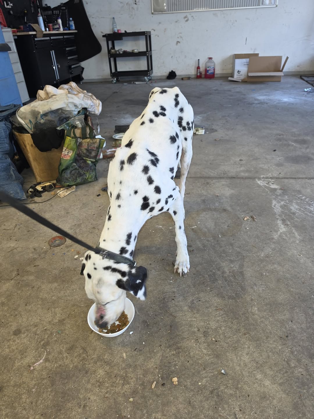 Found Dog in Germany