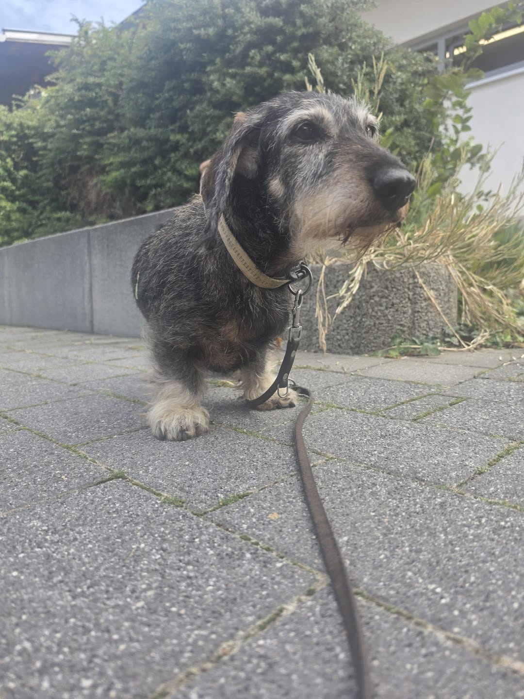 Found Dog in Weimar