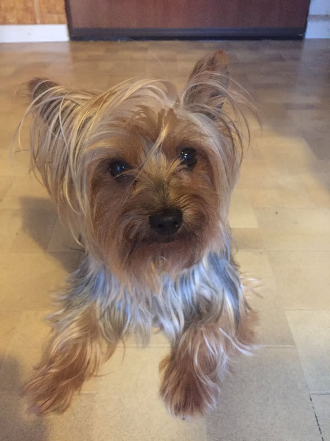 Lost Dog in Germany