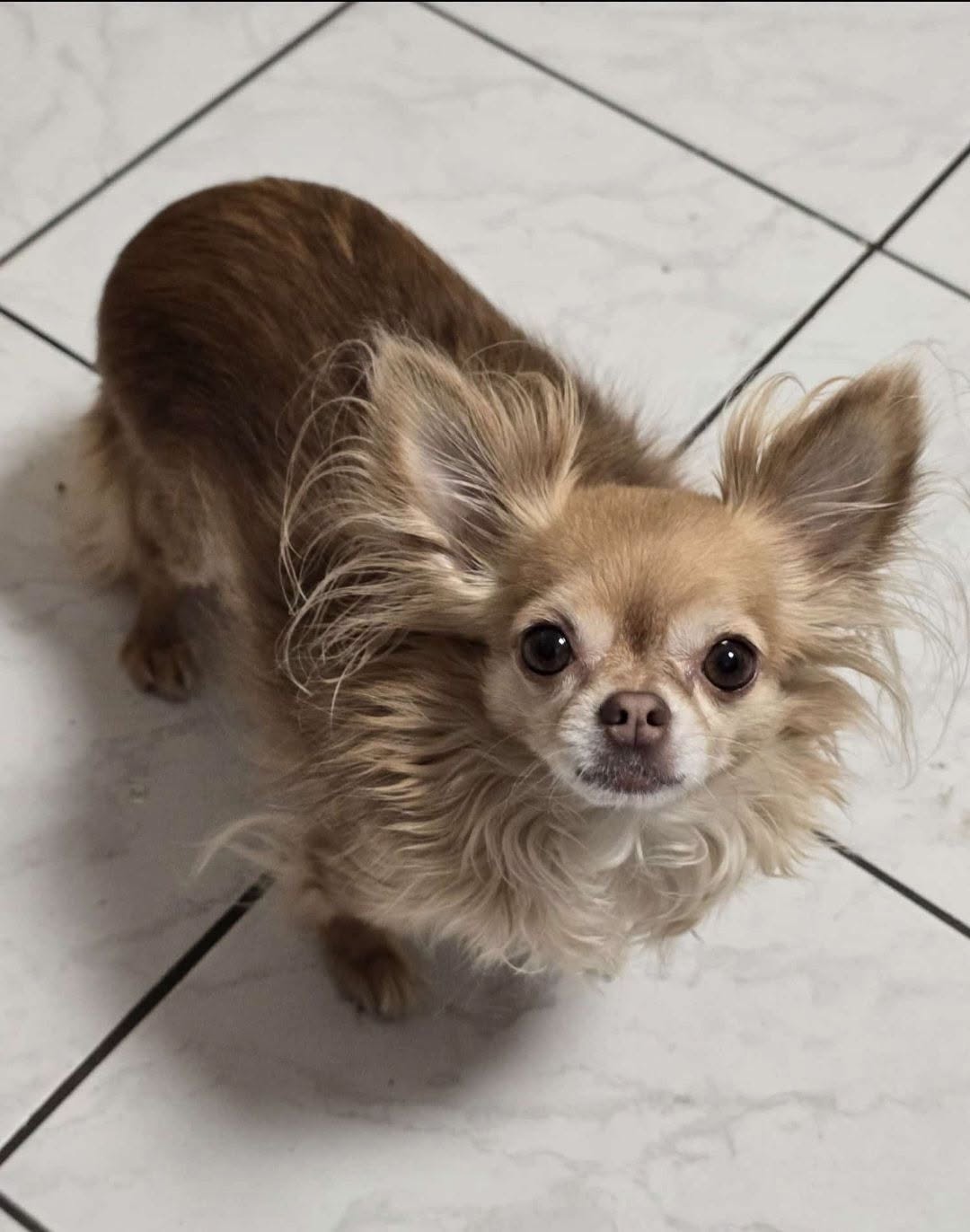Lost Dog in Oberreidenbach