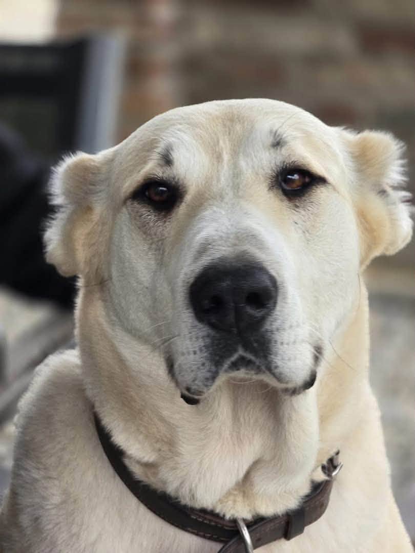 Lost Dog in Germany