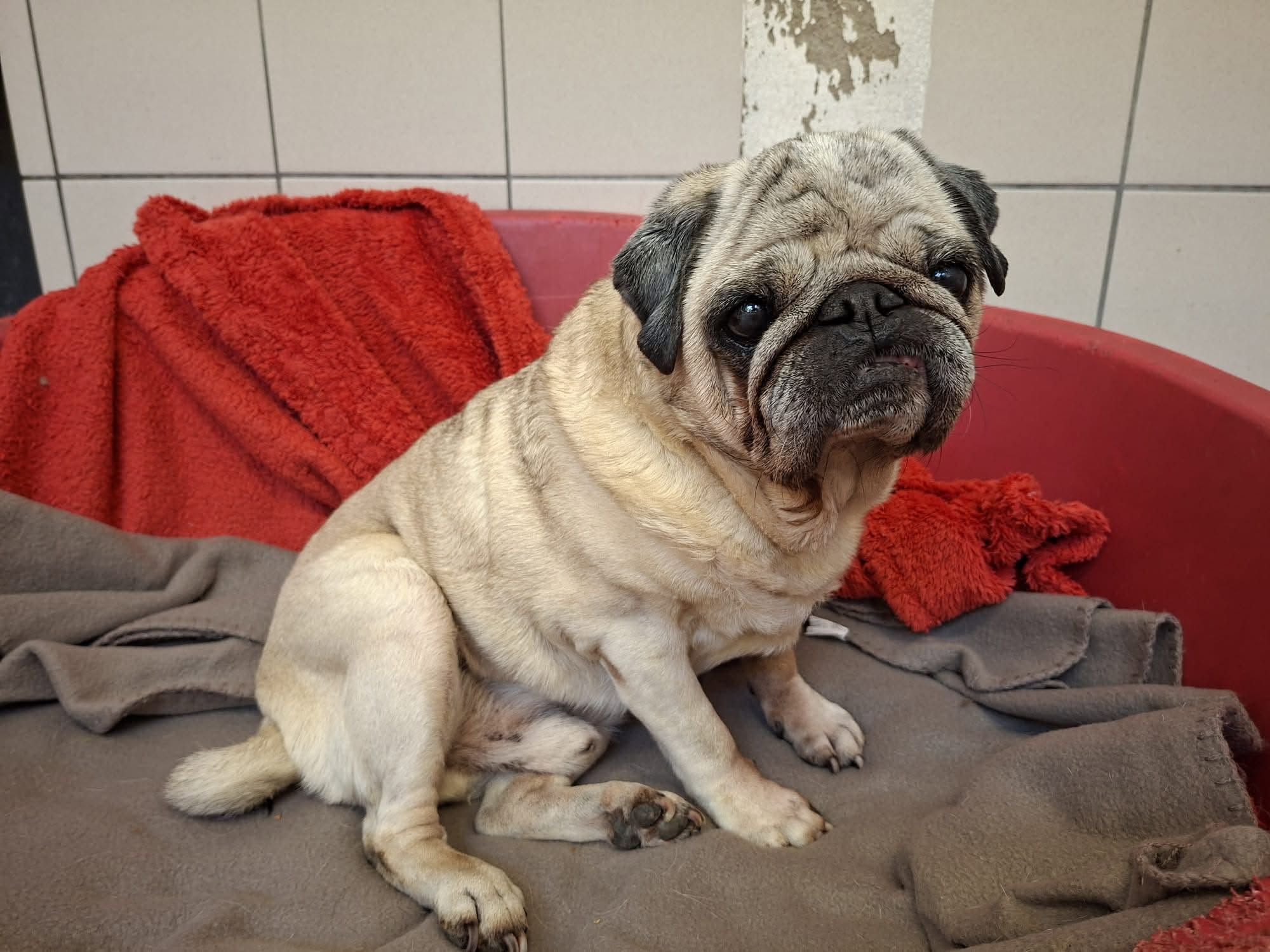 Found Dog in Germany