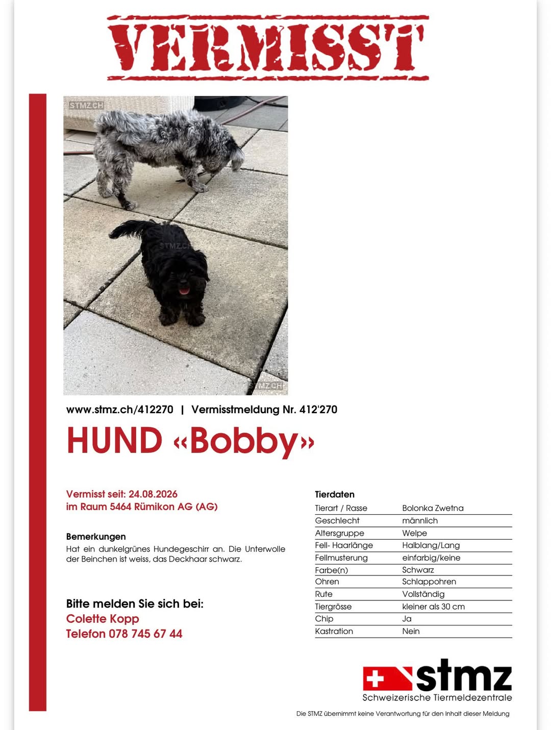Lost Dog in Aargau