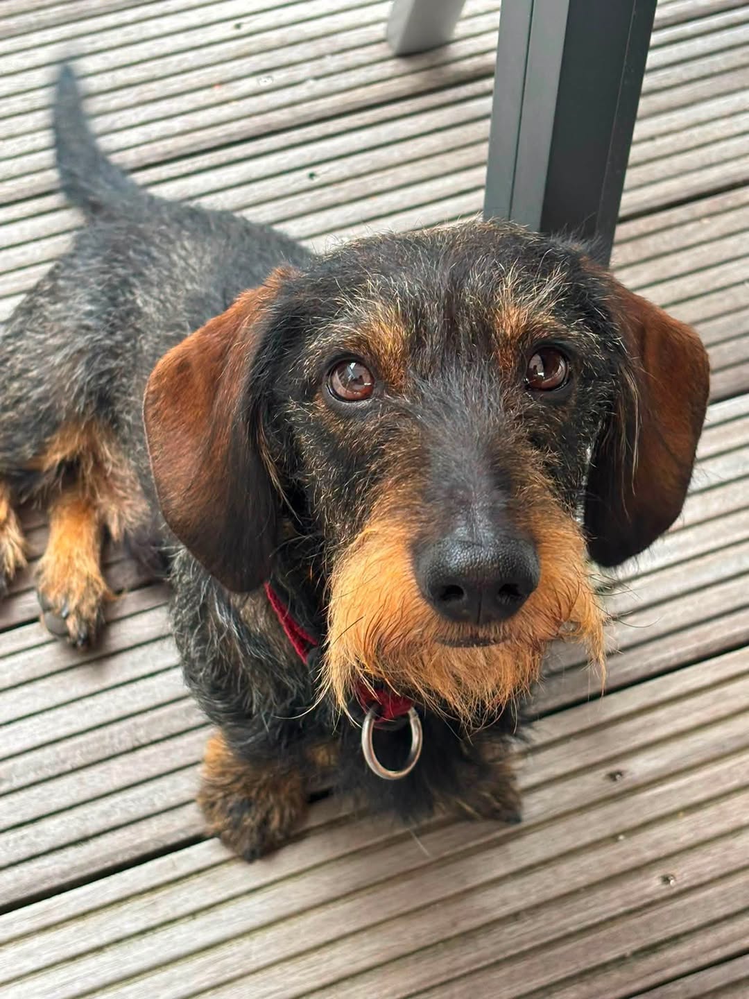 Lost Dog in Herford