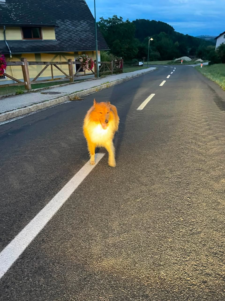 Found dog
