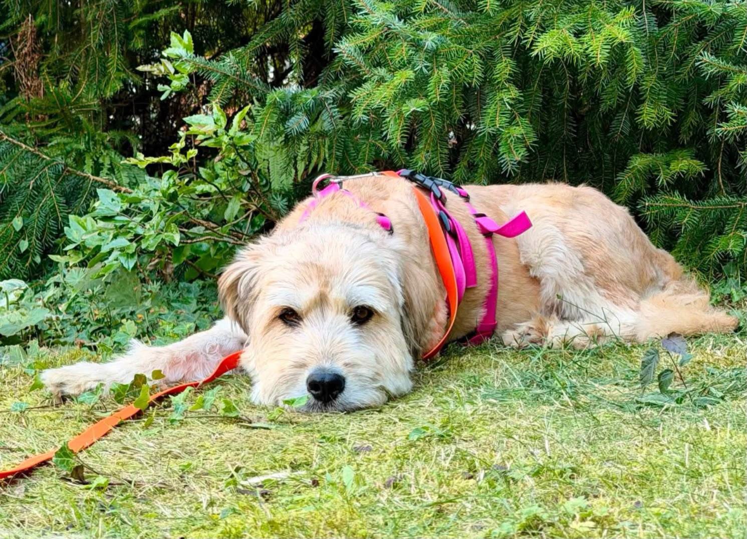 Lost dog