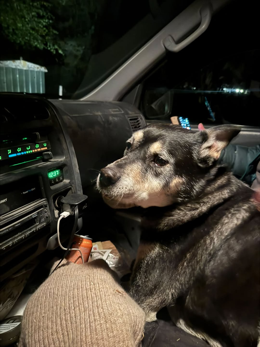 Found dog