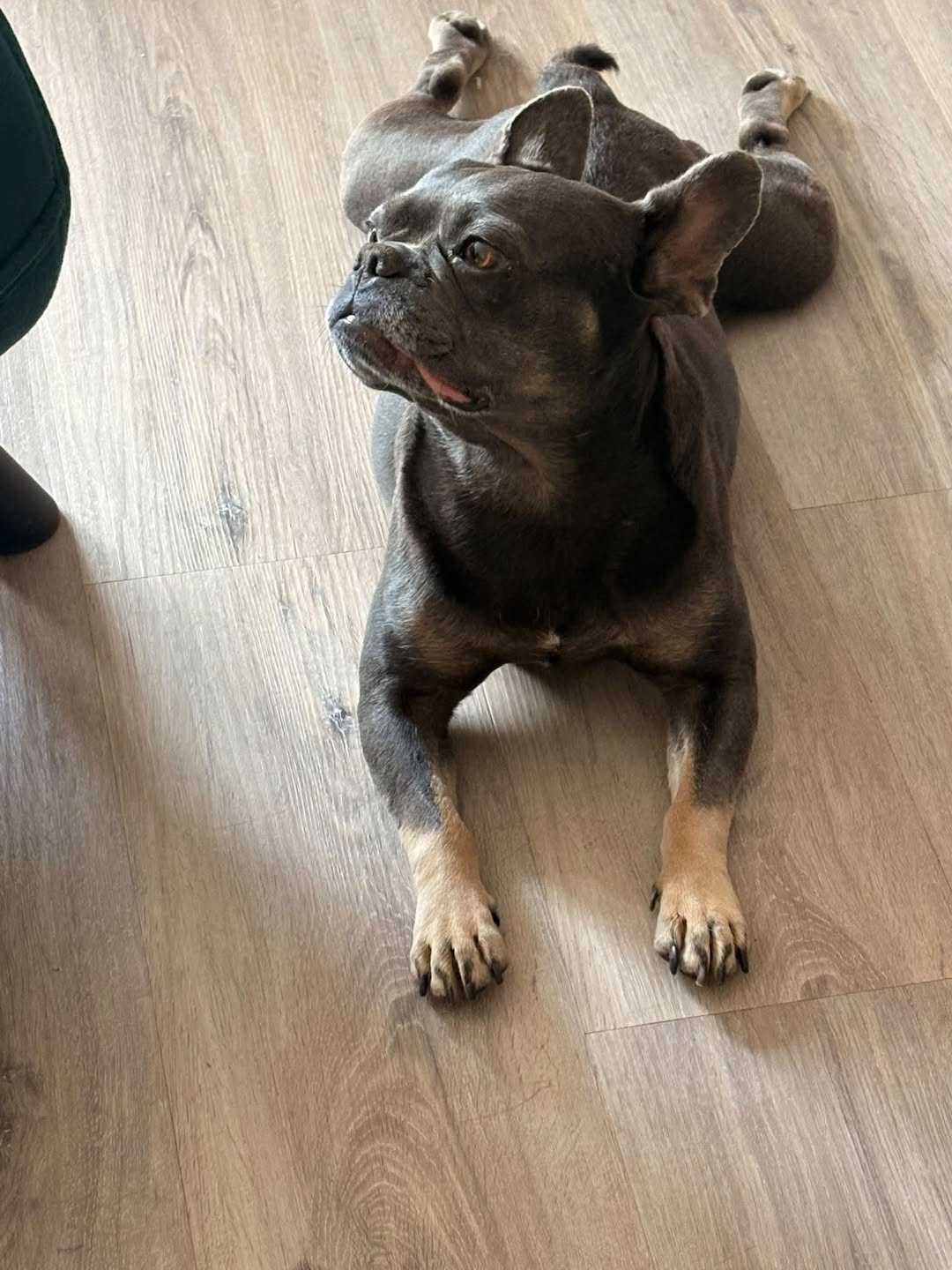 Lost Dog in Dranse
