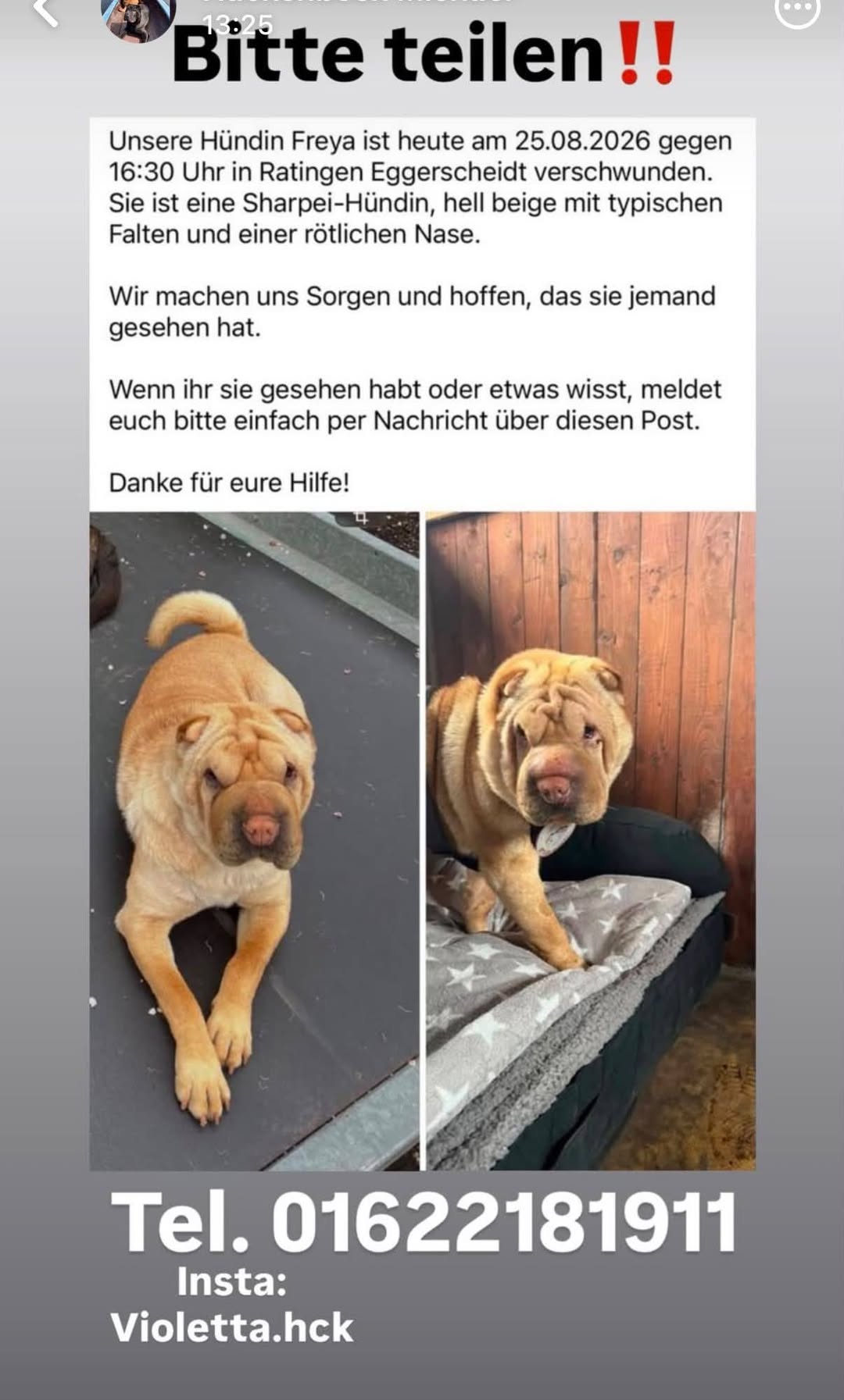 Lost Dog in Ratingen