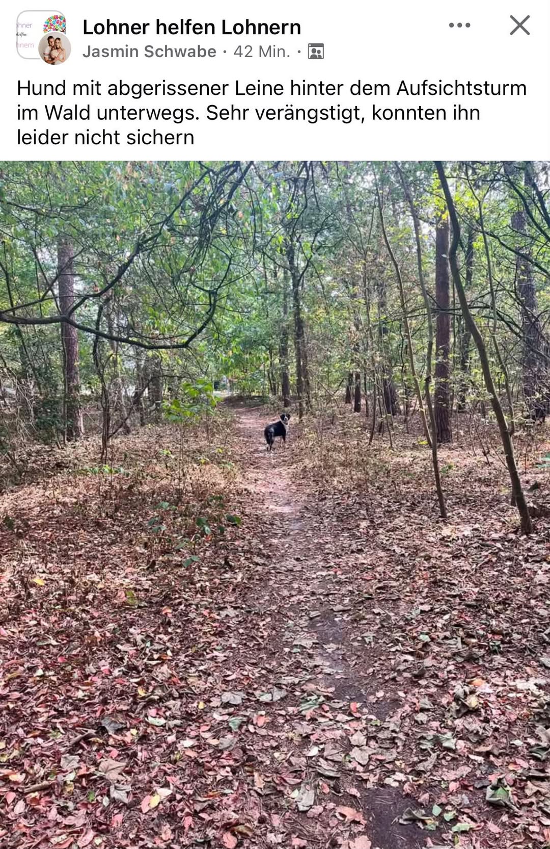 Found dog