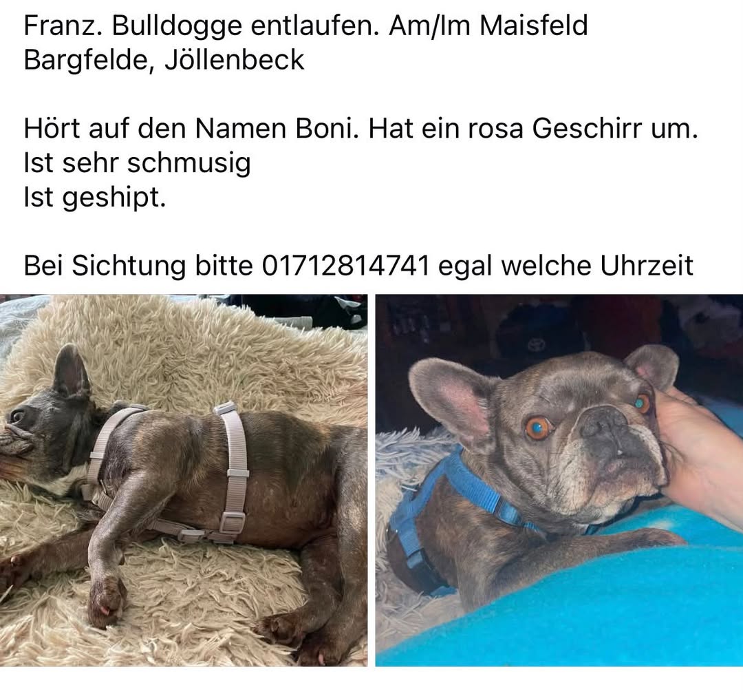 Lost Dog in JöLlenbeck