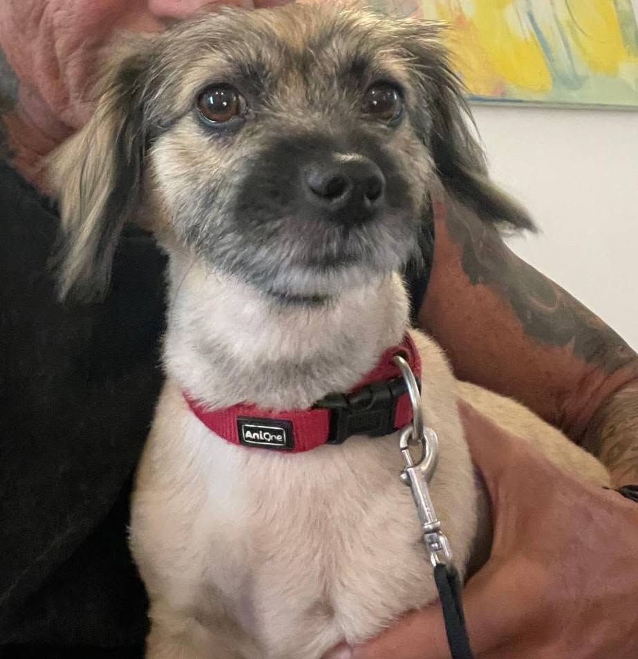 Lost Dog in Germany