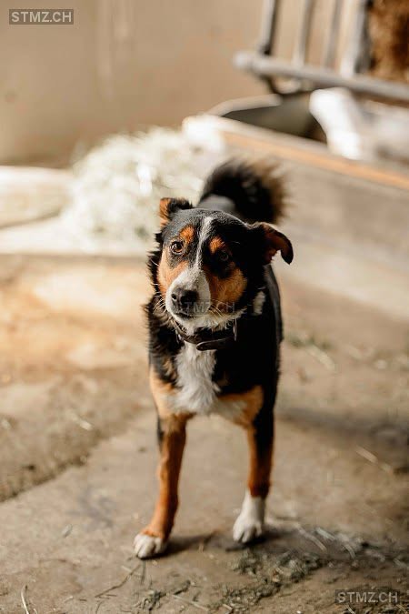 Lost Dog in Switzerland