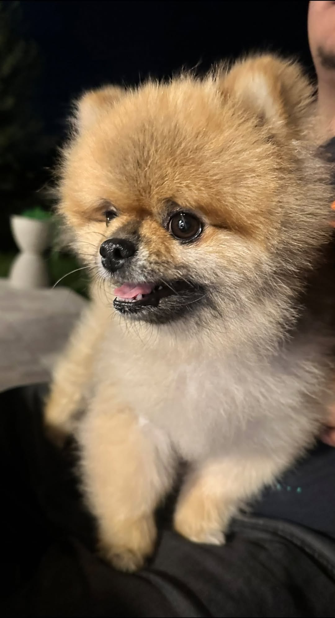 Found dog