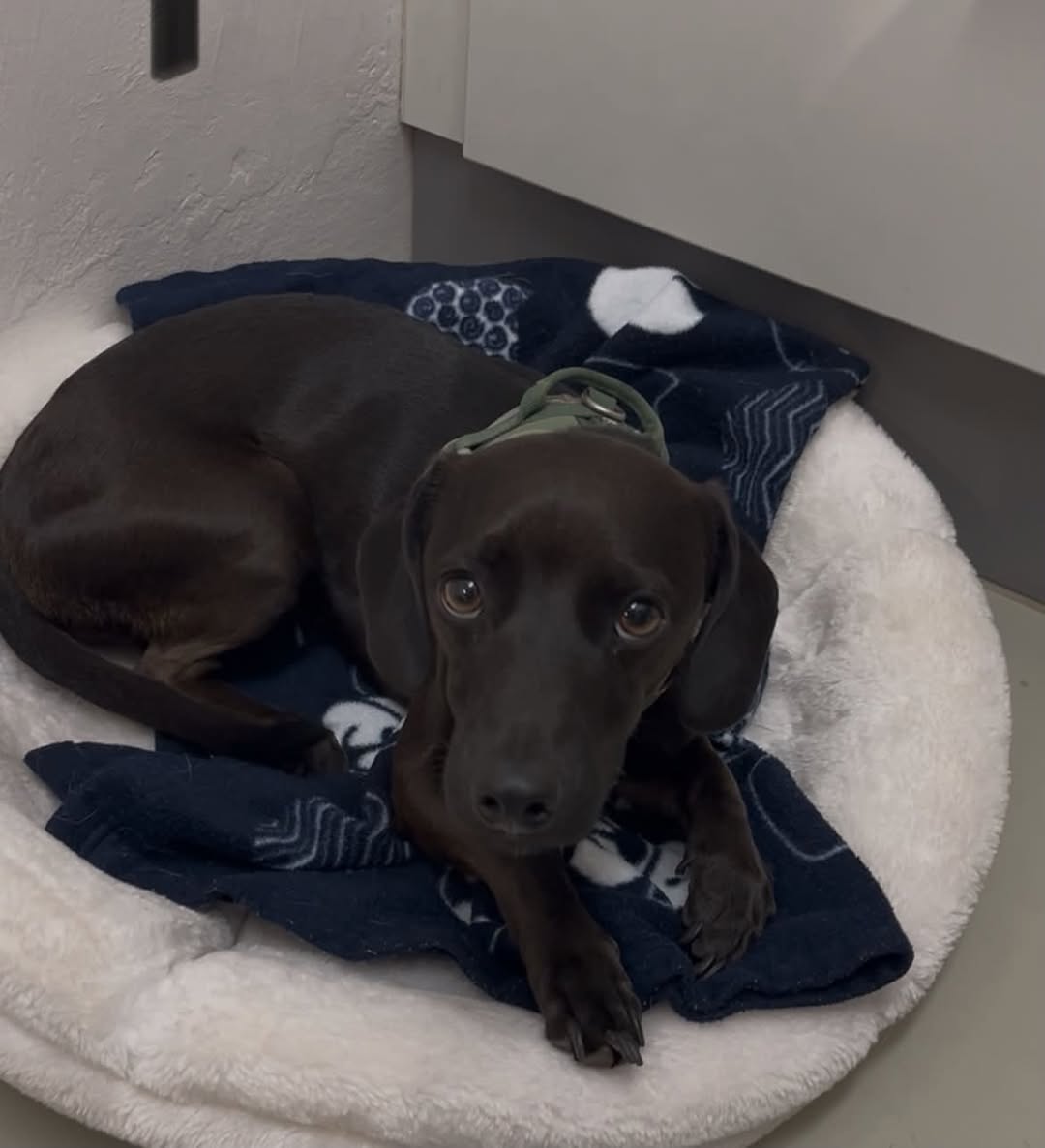 Lost dog