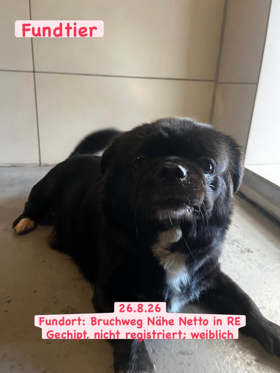Found dog