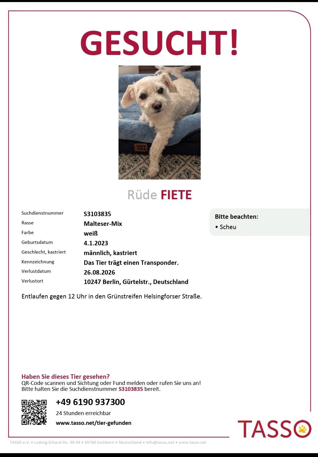 Lost Dog in Berlin