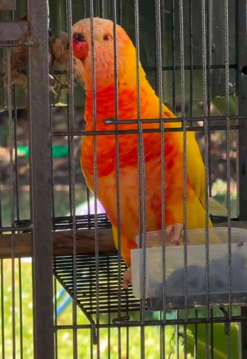 Lost bird
