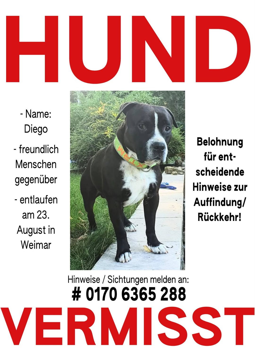 Lost Dog in Weimar