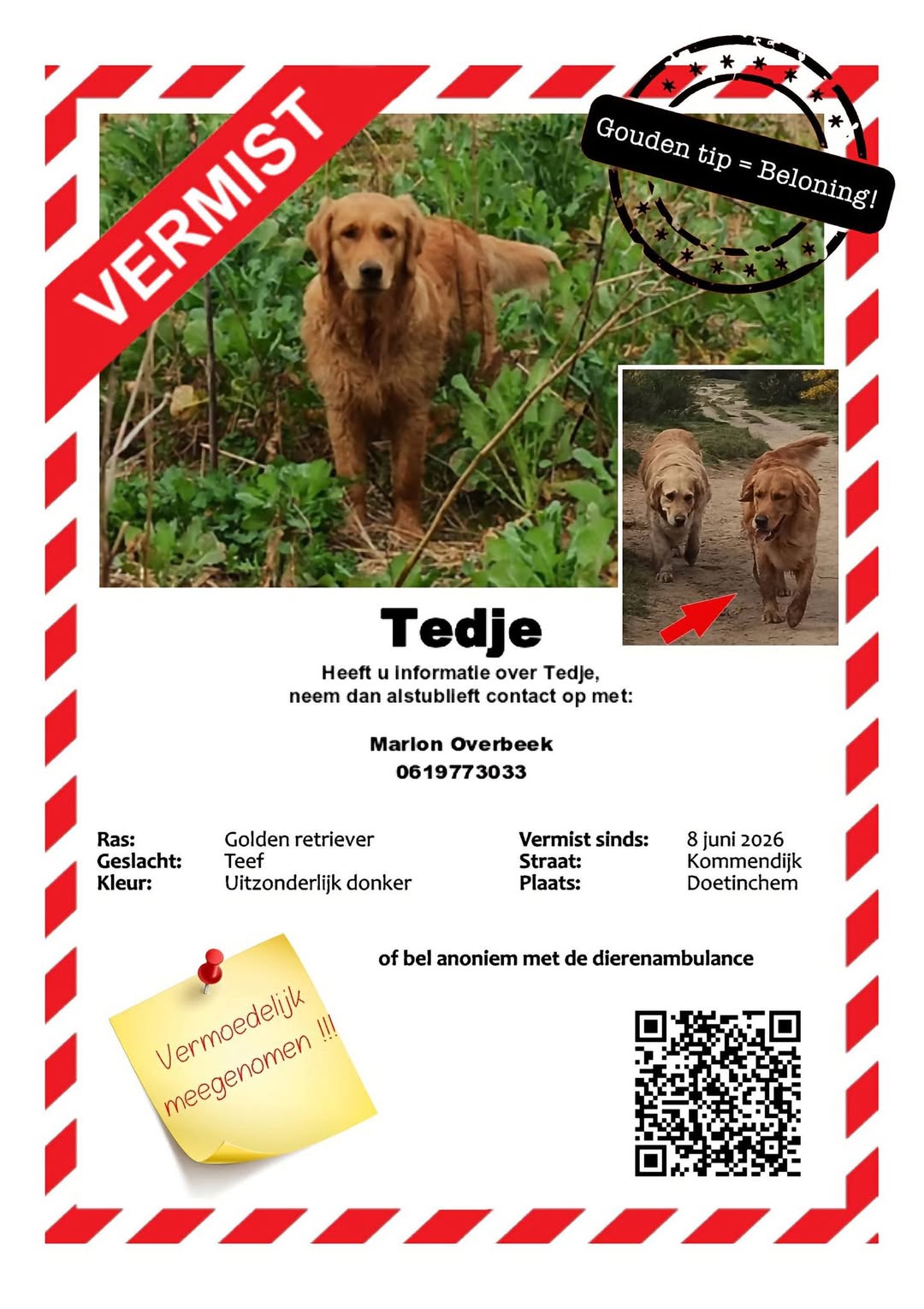 Lost Dog in Doetinchem