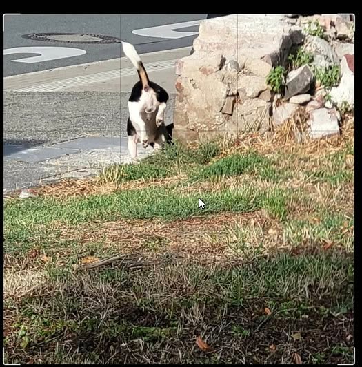 Found dog