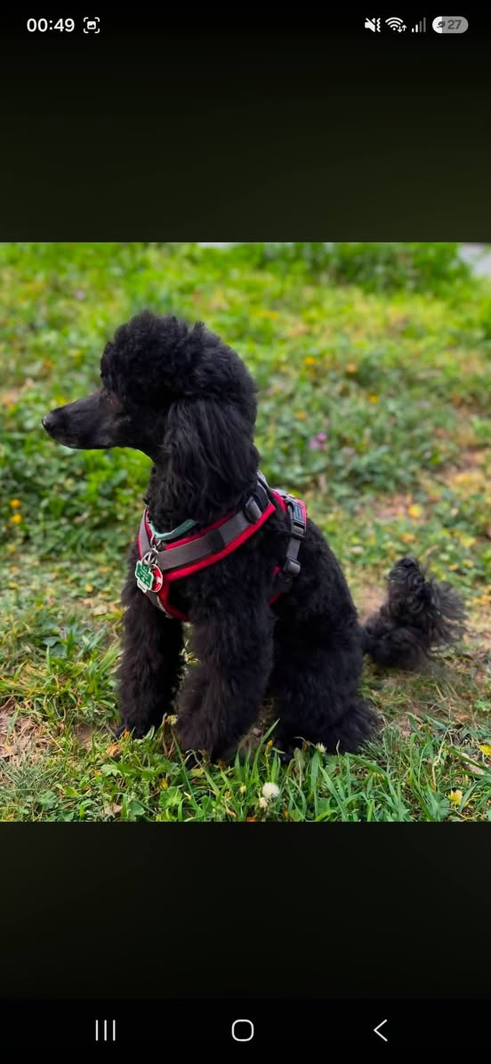 Lost Dog in Frankfurt Am Main