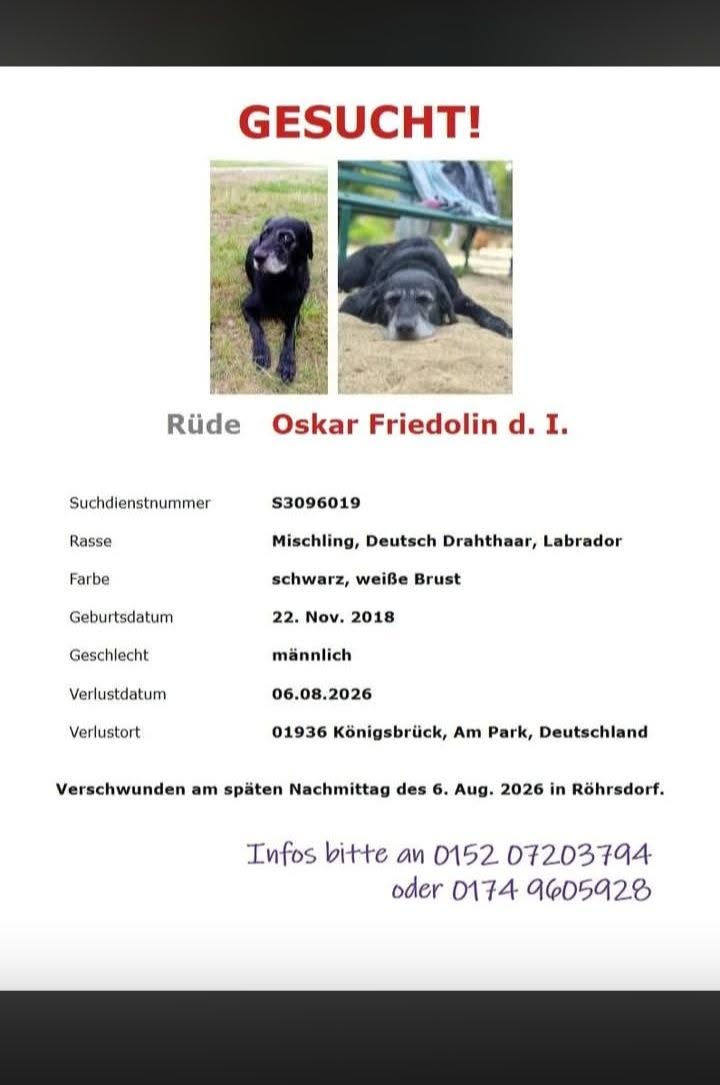 Lost Dog in KöNigsbrüCk
