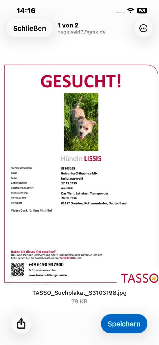 Lost Dog in Dresden