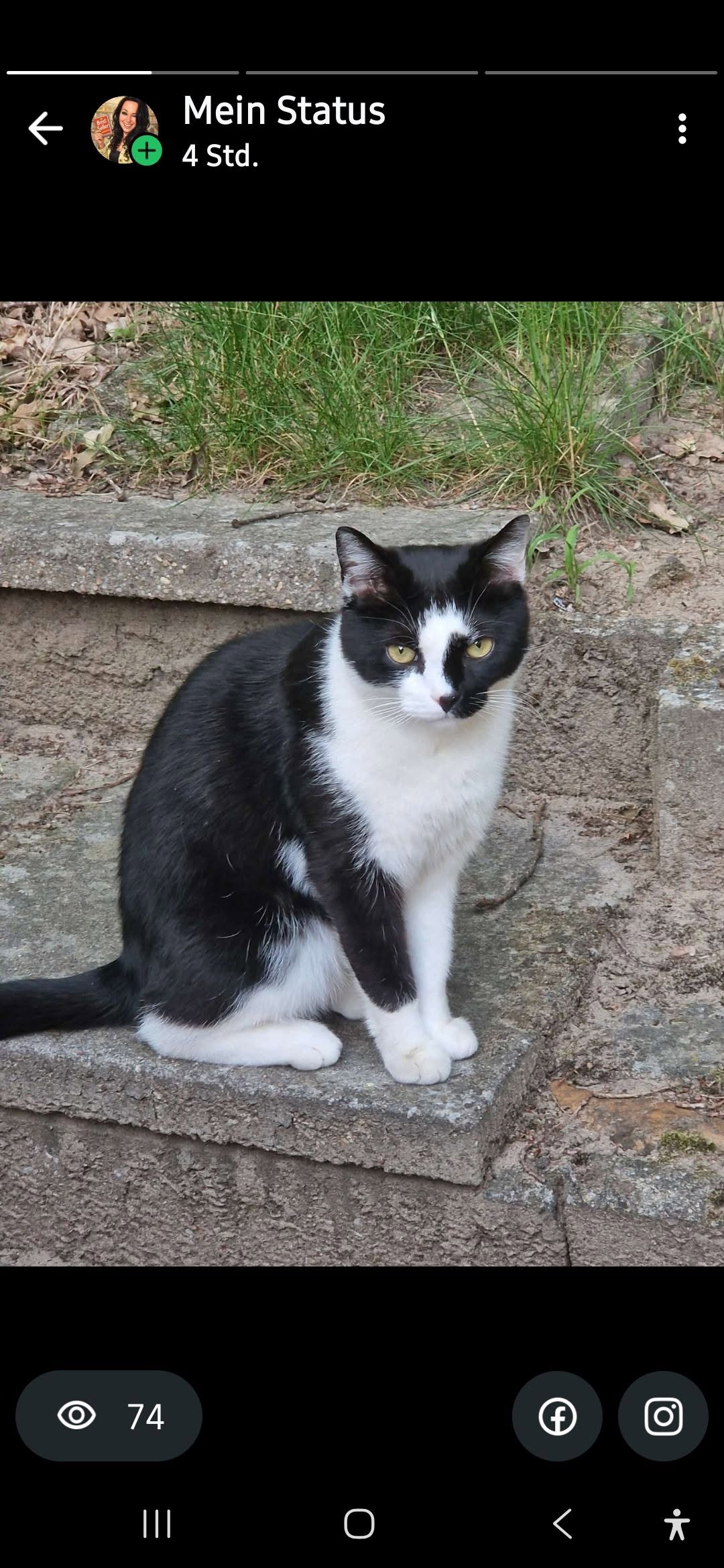 Lost cat