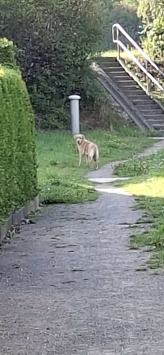 Found dog