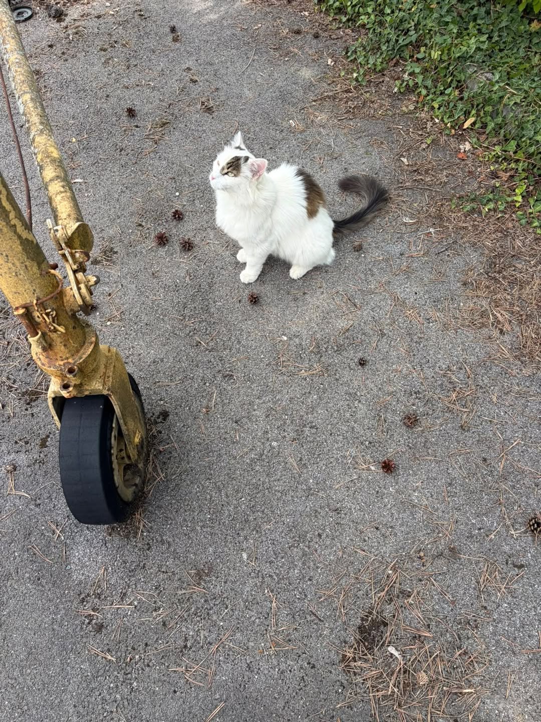 Found Cat in Prilly