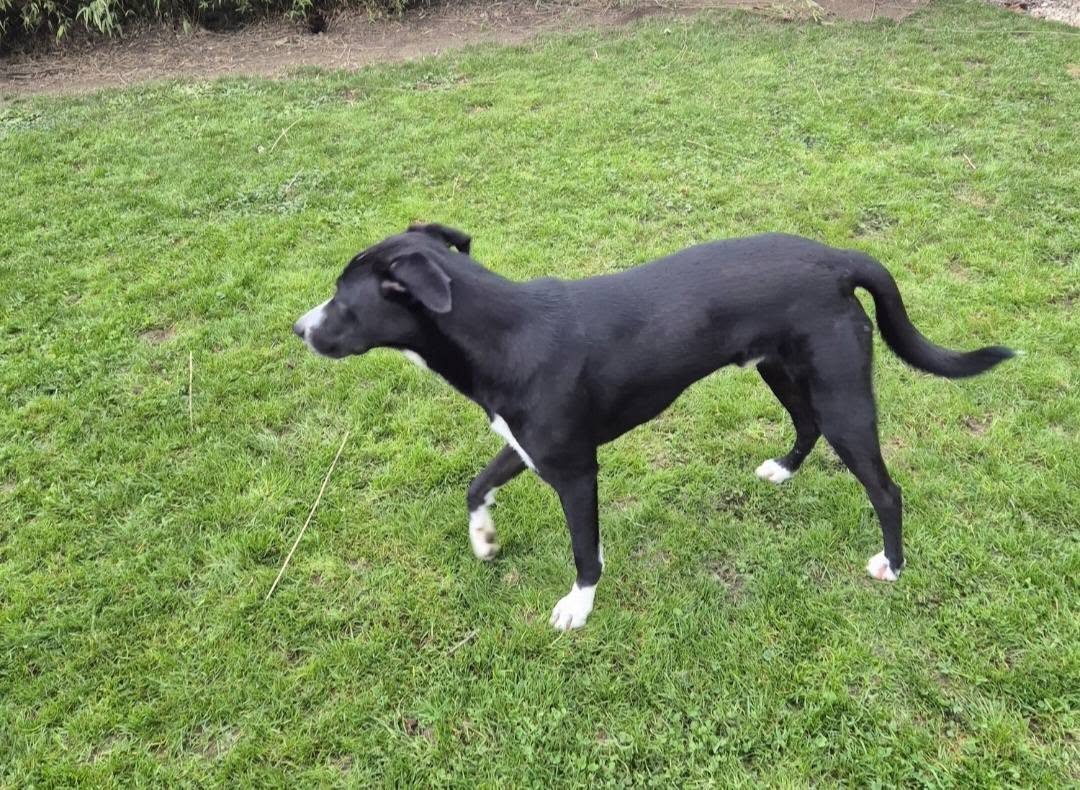 Lost Dog in Germany