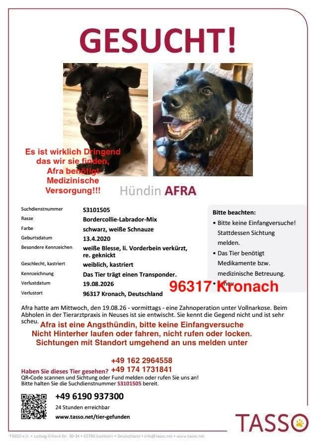 Lost Dog in Kronach