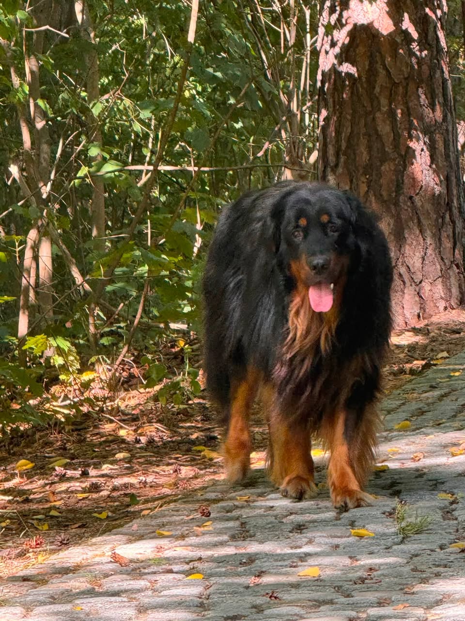 Found dog