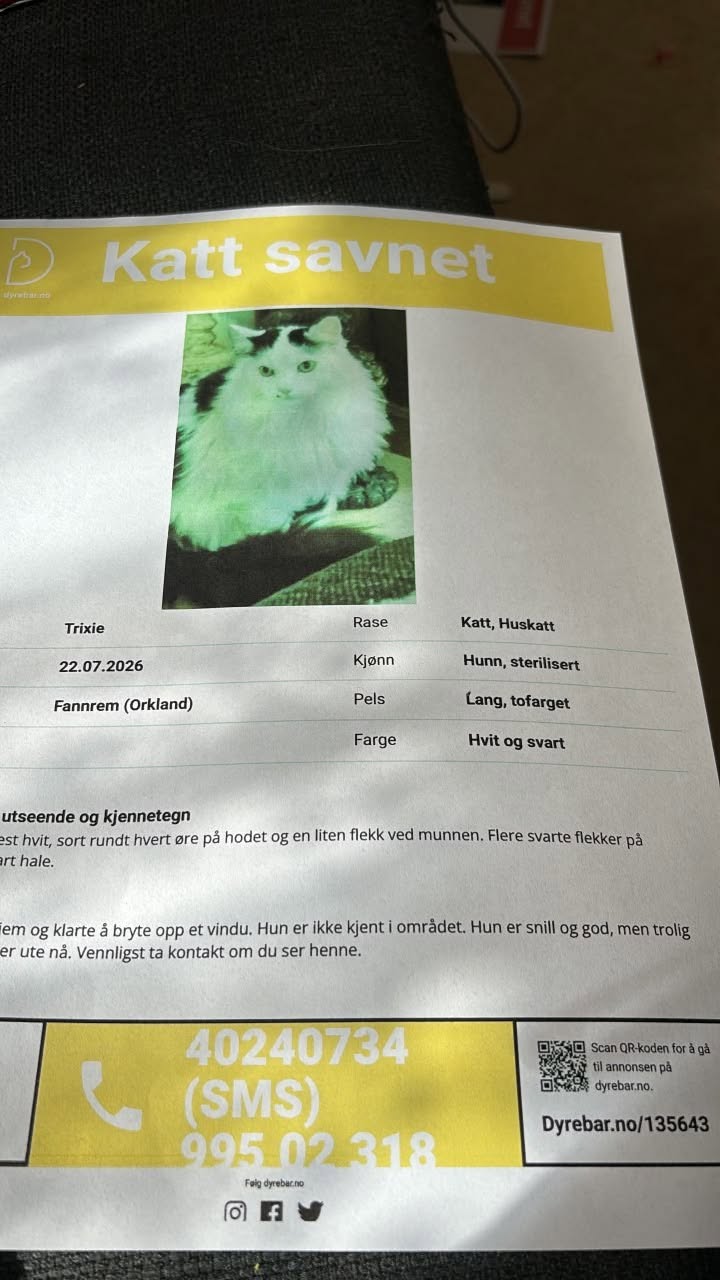 Lost Cat in Orkland