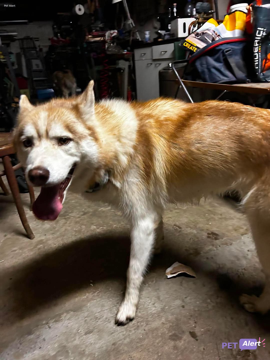 Found dog