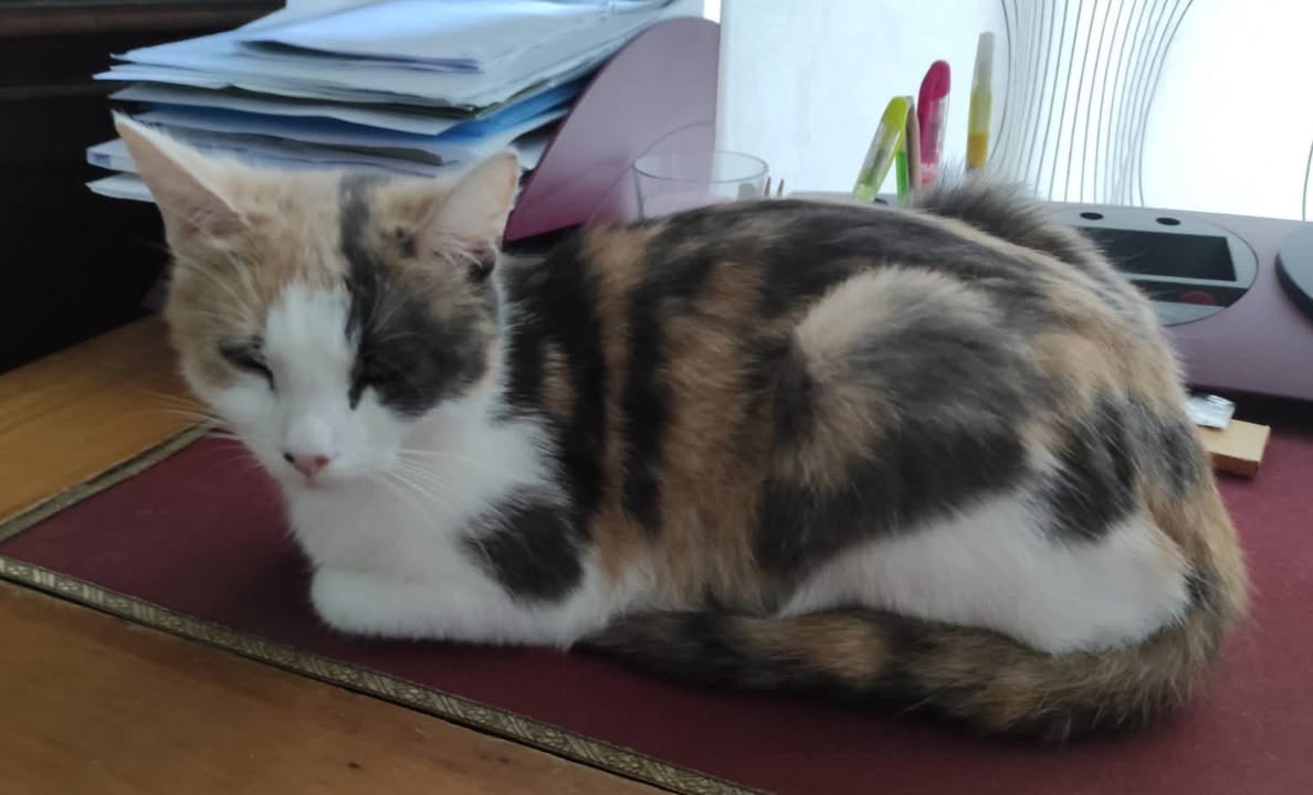 Found Cat in Suisse Romande