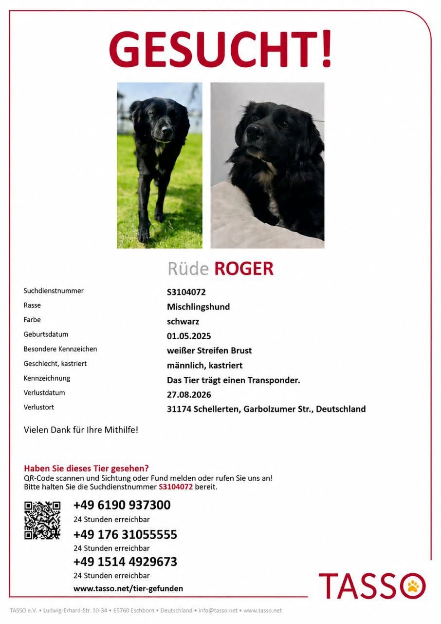 Lost Dog in Schellerten