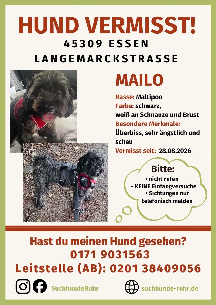 Lost Dog in Essen