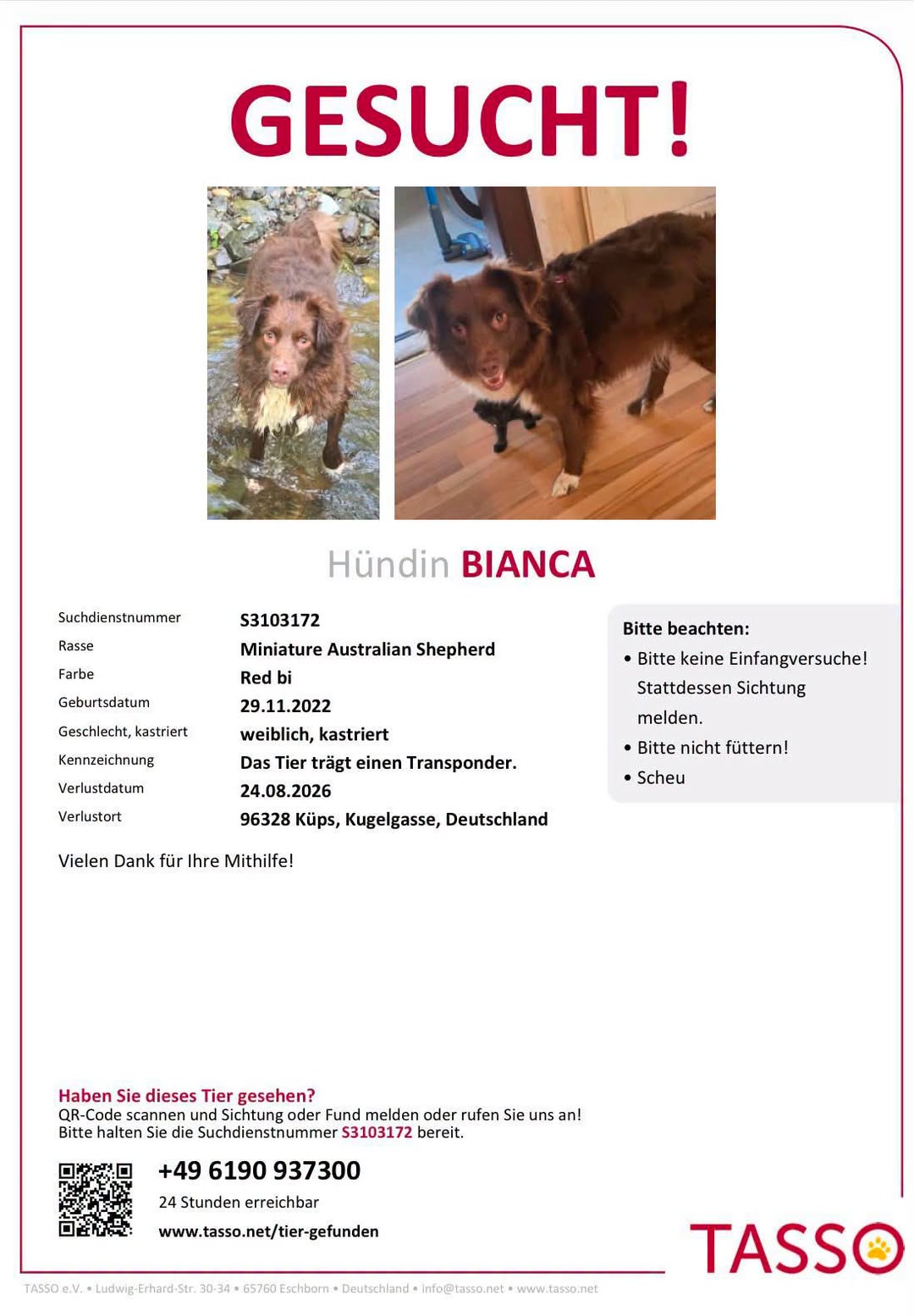 Lost Dog in KüPs