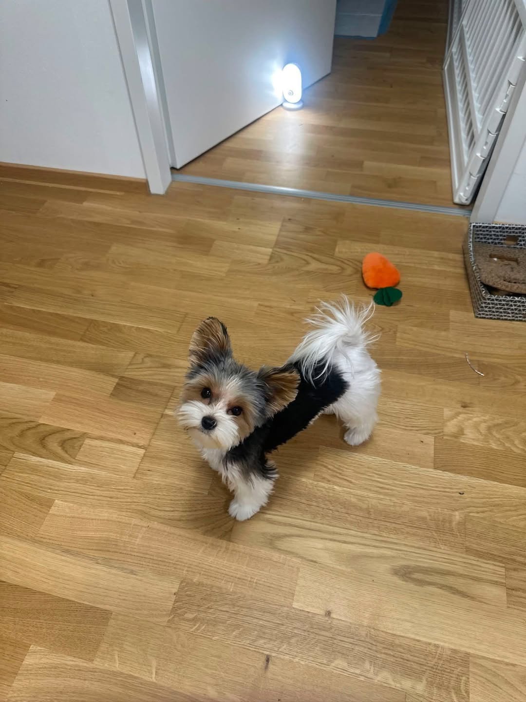 Lost Dog in Vienna