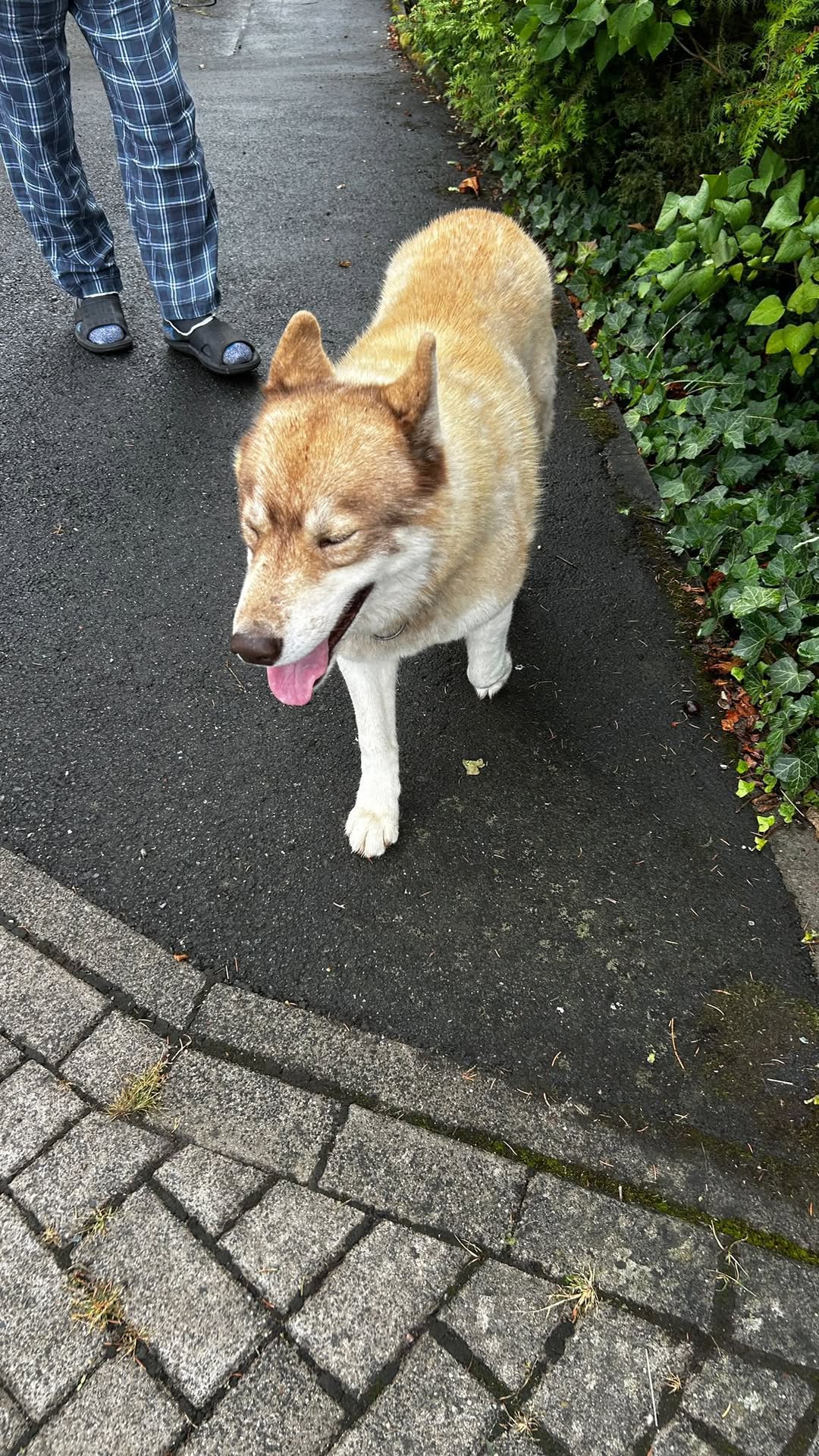 Found dog