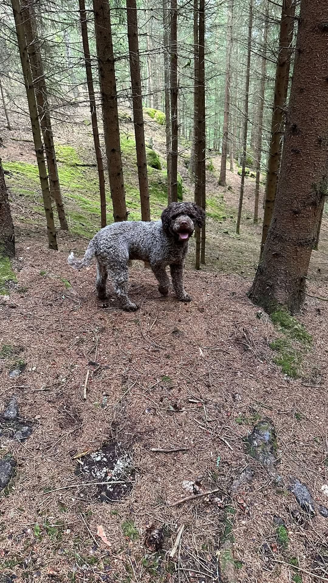Lost Dog in SchöNbach